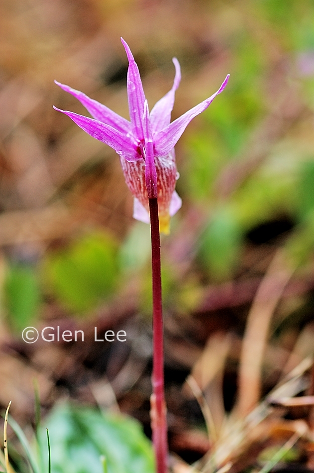 Calypso bulbosa photos Saskatchewan Wildflowers